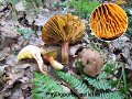 Phylloporus pelletieri-amf1453